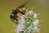 Cerceris flavilabris